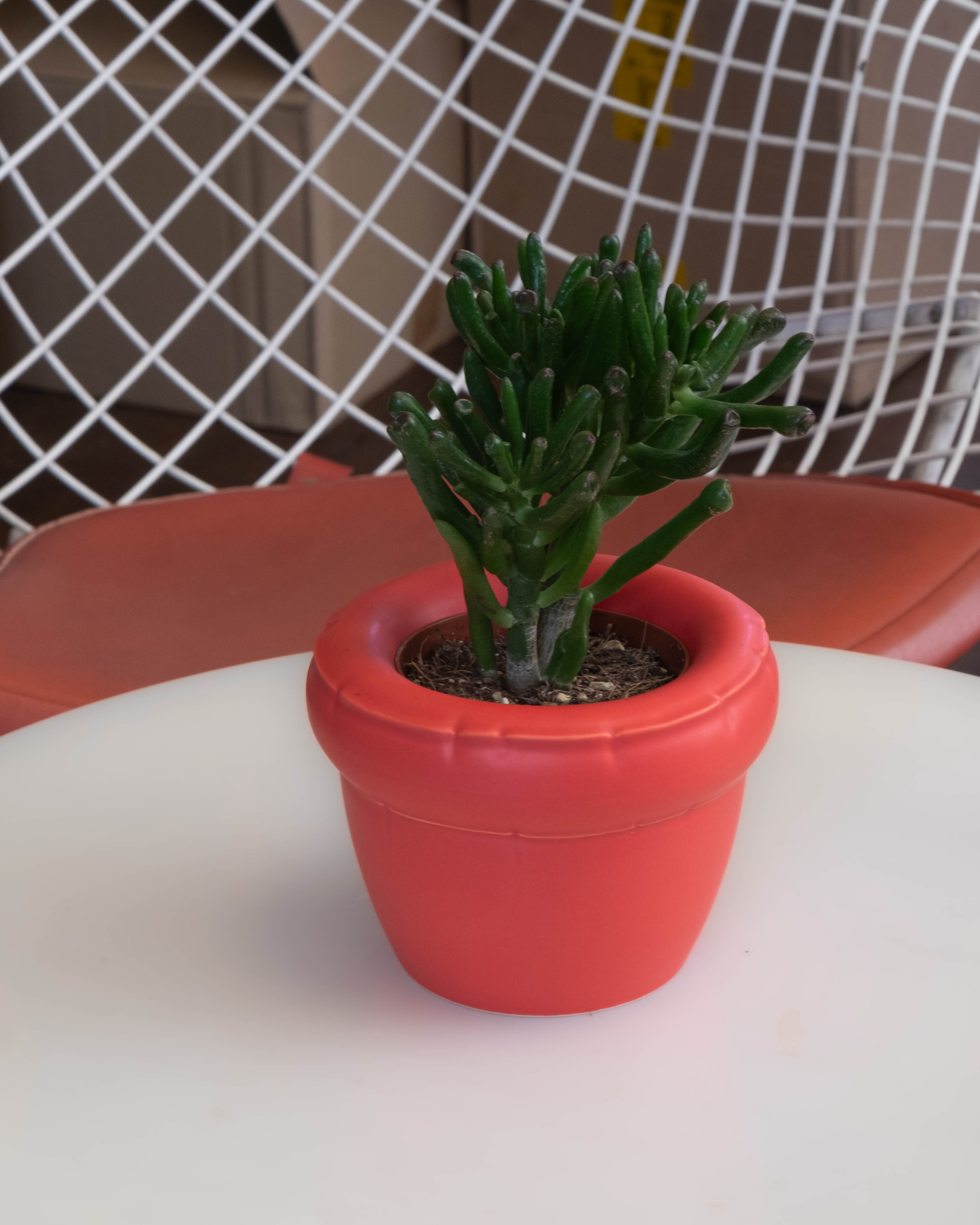 Small Planter 'LOUIS' Matte - Yolk