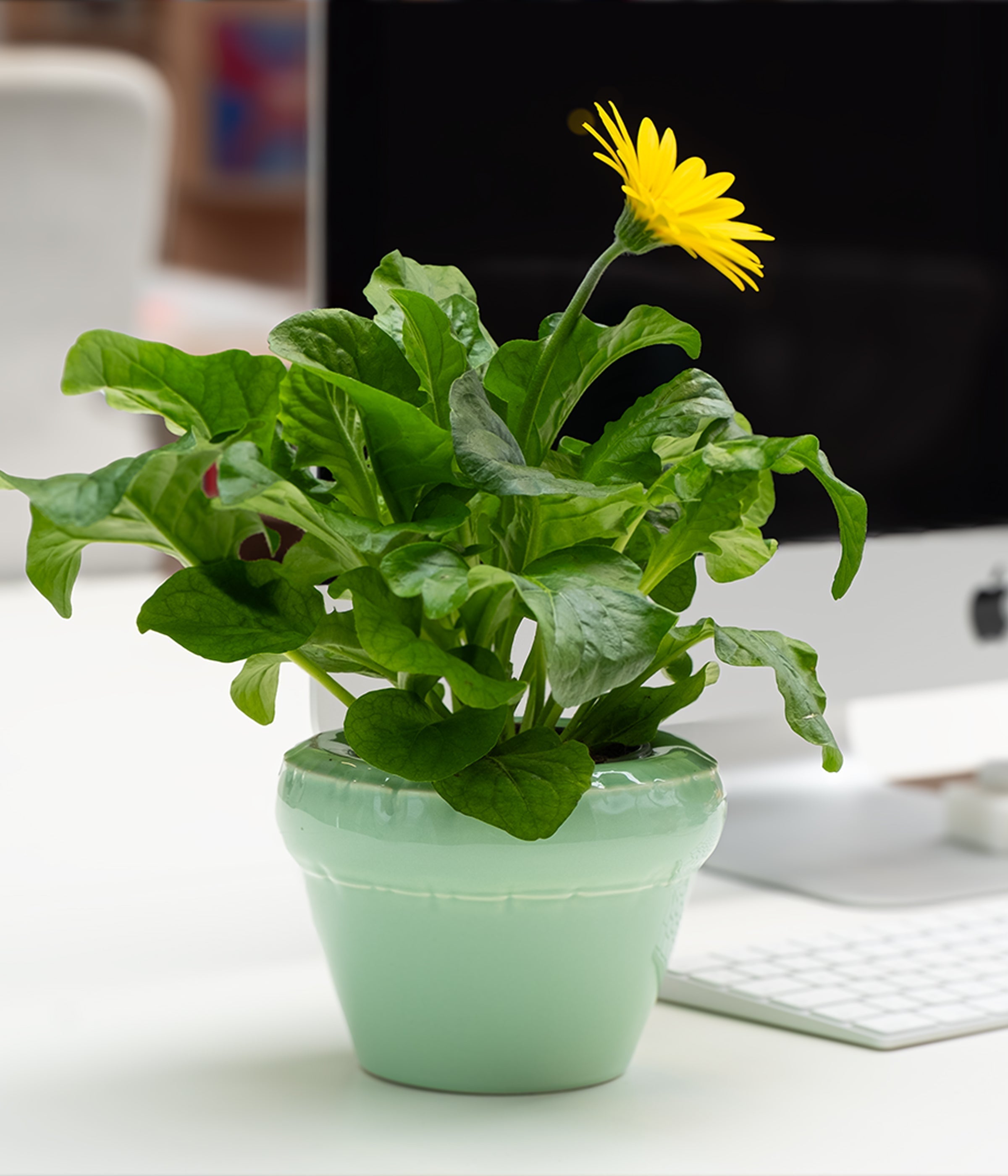 Small Planter 'LOUIS' Gloss - Bubblegum